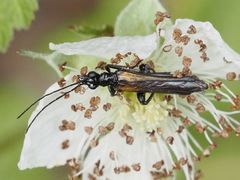 Oedemera pthysica