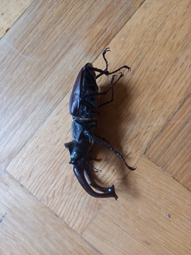 European Stag Beetle
