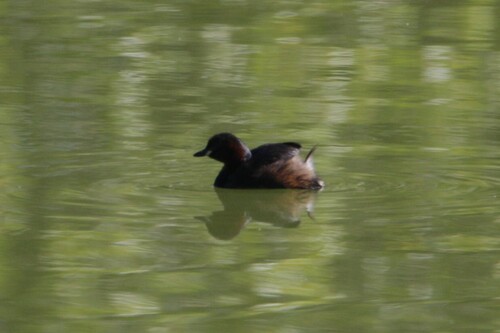 iNaturalist image