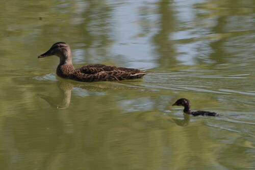 iNaturalist image