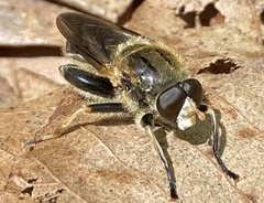 Teuchocnemis lituratus