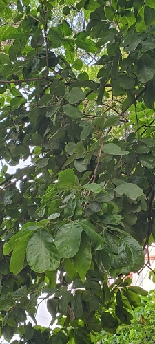 Sapindus emarginatus