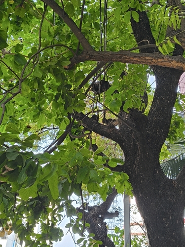 Sapindus emarginatus, photograph 2