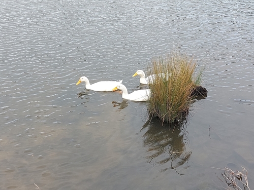 iNaturalist image