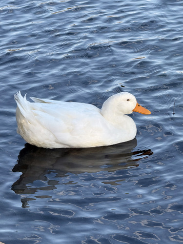 iNaturalist image
