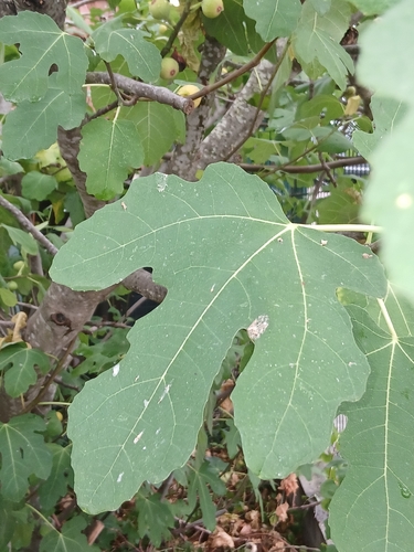 common fig