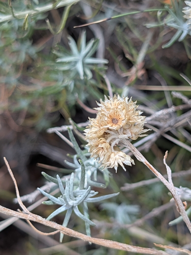 Shrubby Everlasting