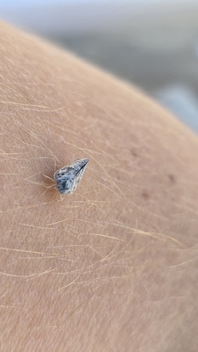 Citrus Flatid Planthopper