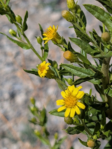 false yellowhead