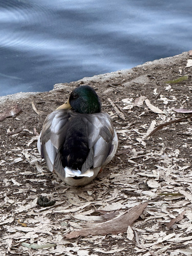 iNaturalist image