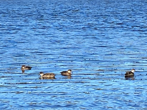 iNaturalist image