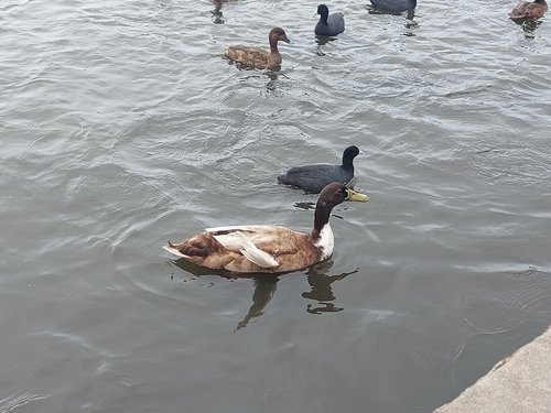 iNaturalist image