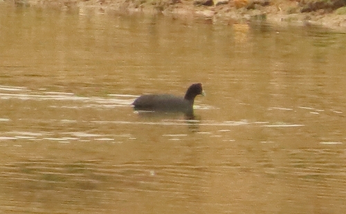 iNaturalist image