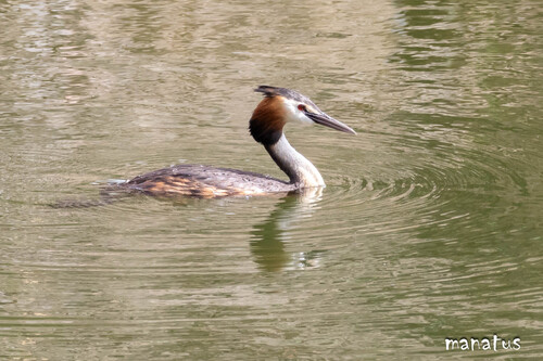 iNaturalist image