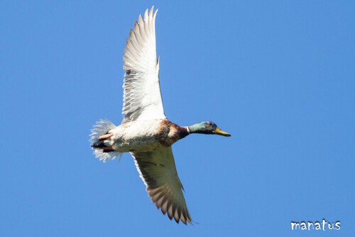 iNaturalist image