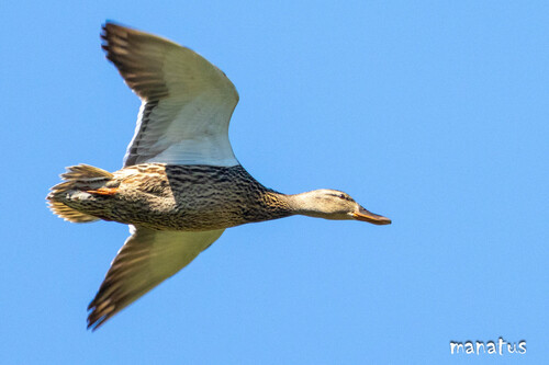 iNaturalist image