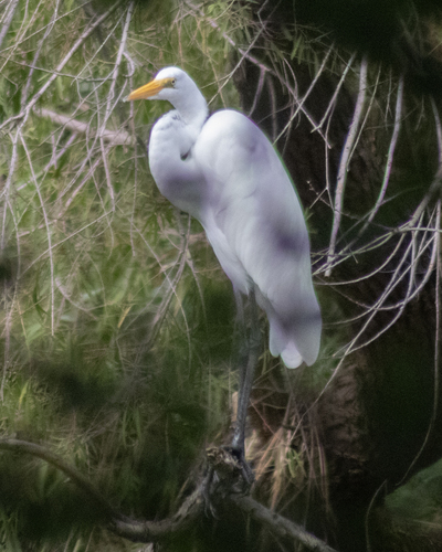 iNaturalist image