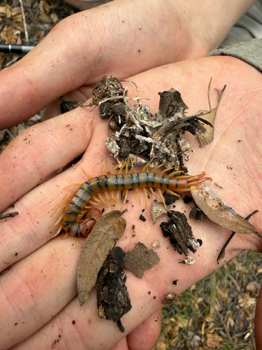 Common Desert Centipede