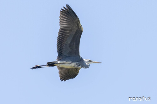 iNaturalist: (c) David Martín (manatus), some rights reserved (CC BY-NC), uploaded by David Martín (manatus) iNaturalist image