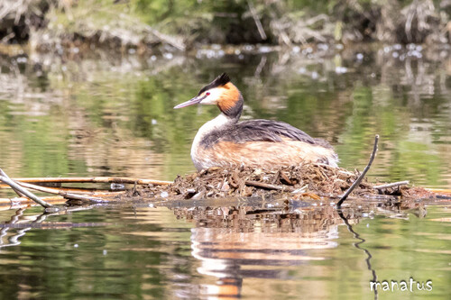 iNaturalist image