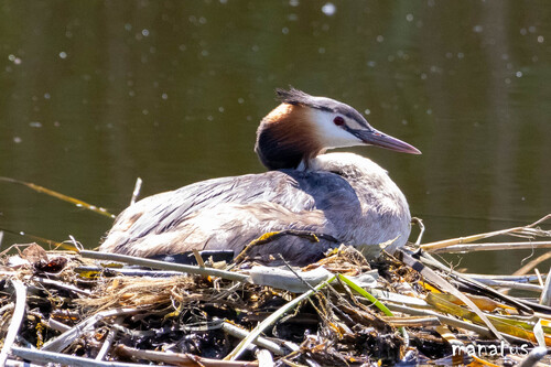 iNaturalist image