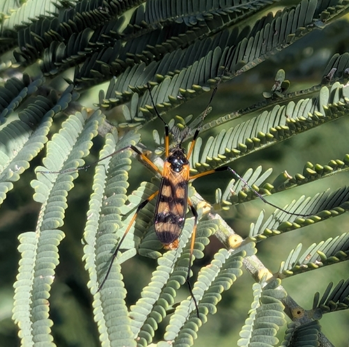 Gynoplistia observed 2026-09-10