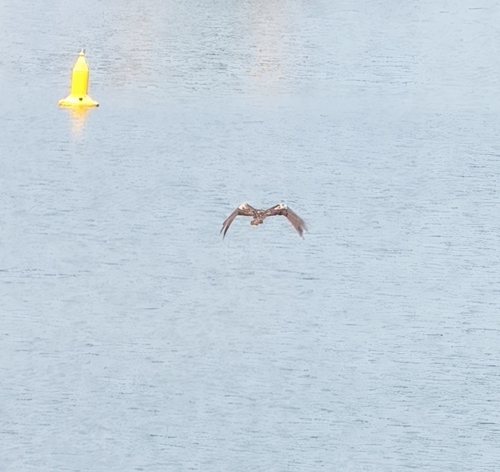 Black Kite