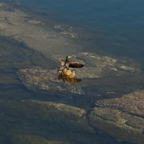 Great Cormorant