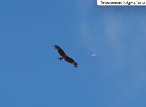 Black-eared Kite
