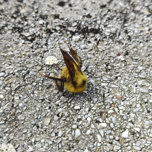 Bumble Bees