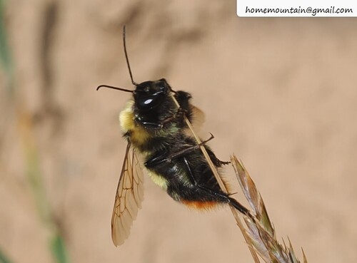 Bombus falsificus