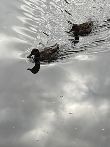 iNaturalist image