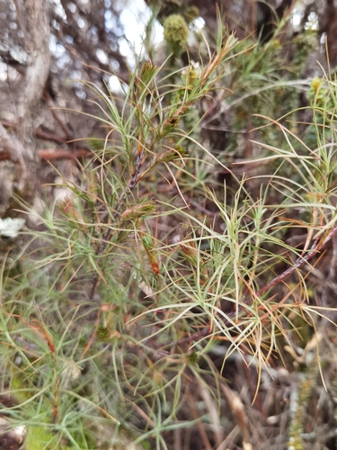 Dracophyllum filifolium observed 2026-08-24