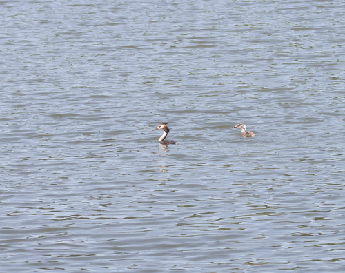 iNaturalist image