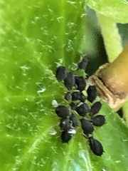 Aphis hederae