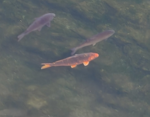 Amur Carp