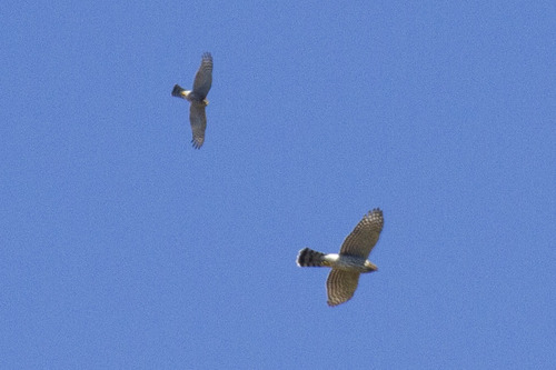 Sharp-shinned Hawk