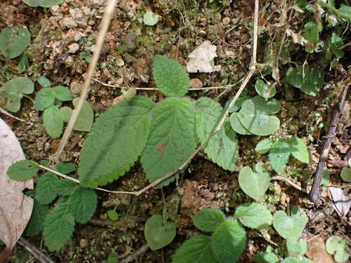 Boea hygroscopica, 2026-08-23