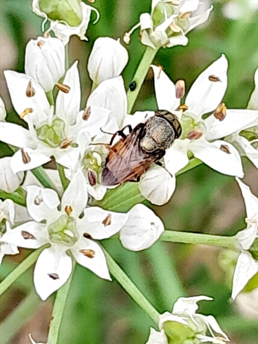 Stomorhina obsoleta
