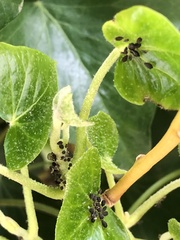 Aphis hederae