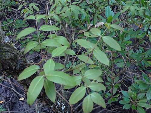 Xylocarpus moluccensis observed 2026-08-23