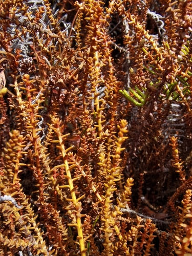 Lepidothamnus laxifolius, 2026-08-24