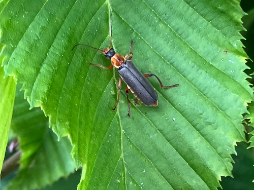 Graugelber Weichkäfer