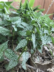 Lamium galeobdolon flavidum