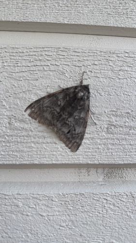 Blue Underwing