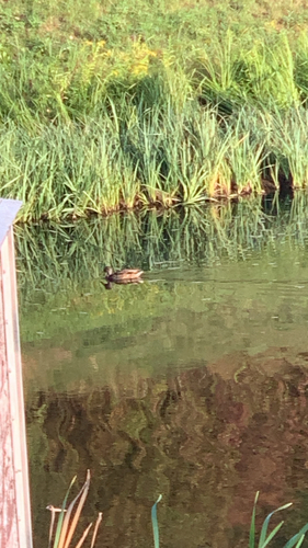 iNaturalist image