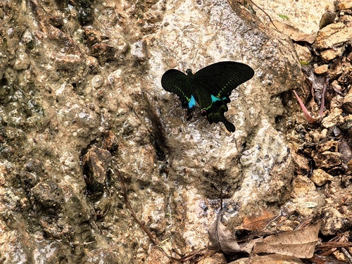 Paris Peacock Swallowtail