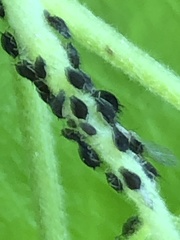 Aphis hederae