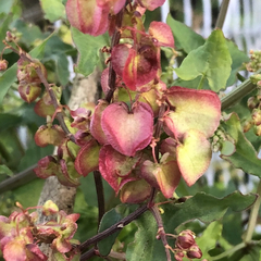 (c) James K. Douch, some rights reserved (CC BY-SA) Rumex sagittatus, photograph (c) James K. Douch, some rights reserved (CC BY-SA)