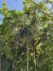 Coccothrinax proctorii